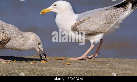 The European herring gull is a large gull, up to 66 cm long. One of the best-known of all gulls along the shores of Western Europe. Stock Photo