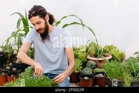 Calm young male gardener with long hair wearing casual wear cutting potted plants leaves while working in orangery Stock Photo