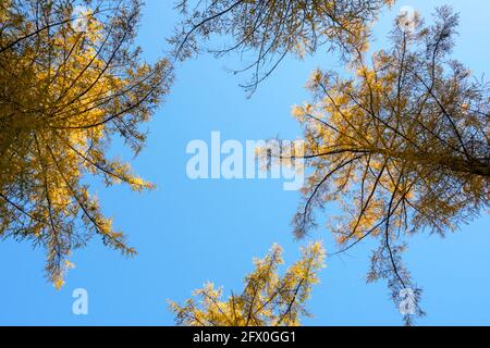 Trees with autumn foliage against blue sky, the Netherlands. Stock Photo