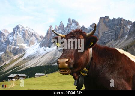Wanderung unter den Geisler Spitzen mit Kuh und Berghütte in den Dolomiten in Südtirol Stock Photo