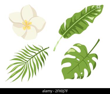 Monstera, palm and banana jungle leaves, plumeria blossom, green exotic foliage, nature botanical decorative set. Botanical elements for logo, cosmetics, spa, beauty care products Stock Vector