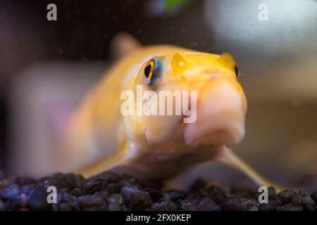 Yellow chinese algaey eater - Gyrinocheilus in fishtank macro Stock Photo
