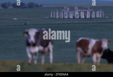 Cows are seen near Stonehenge stone circle near Amesbury, Britain, May 25, 2021.  REUTERS/Peter Cziborra
