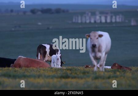 Cows and a calf are seen near Stonehenge stone circle near Amesbury, Britain, May 25, 2021.  REUTERS/Peter Cziborra