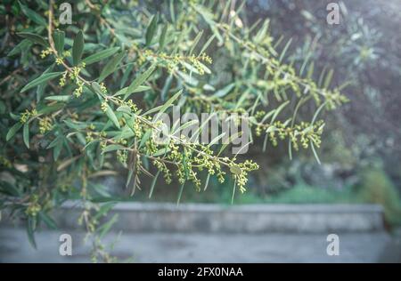 Olive tree flowers. Blooming branches of olive tree in springtime, soft focus Stock Photo