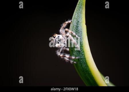 Jumping spider on the tip of the leaf of yucca plant. Used differential focus. Stock Photo