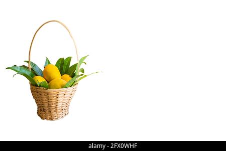 Fully ripen Alphonso mangoes in the wooden bamboo weaved basket with mango leaves isolated in white colored background. Stock Photo