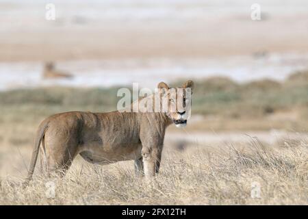 African lioness (Panthera Leo) at Etosha saltpan. Namibia, Africa Stock Photo
