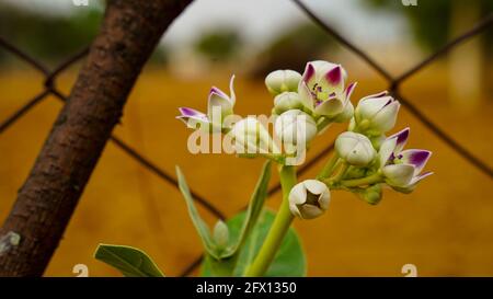Morning shot, close up image of Aak (Calotropis gigantea) tree having flower, buds and leaves Stock Photo