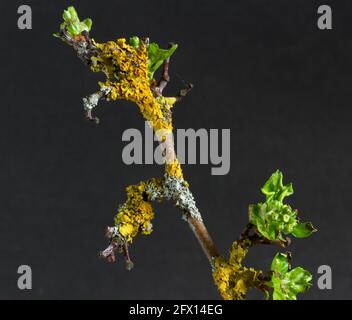The Golden Lichen is a beautiful for that can be found on trees as well as rocks. The whole lichen body is a rick golden yellow Stock Photo