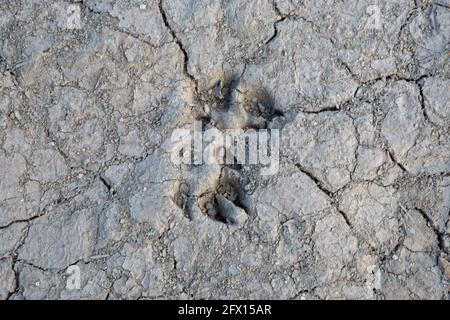 cracked dry mud soil with wild animal footprint Stock Photo