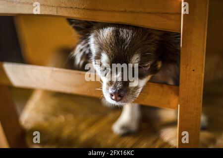 Very tired chocolate longhair chihuahua sleeping on the back of a wooden chair Stock Photo