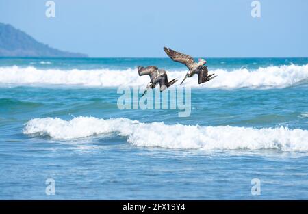 Two brown pelicans (pelecanus occidentalis) diving to catch fish. Puntarenas Province, Costa Rica Stock Photo