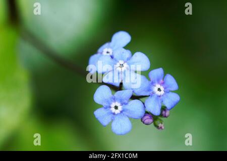 Fine blue flowers of the Caucasus forget-me-nots. Hardy perennials in the garden. Brunnera macrophylla in close-up. Stock Photo