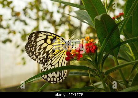 Black & White Tree Nymph butterfly Idea leuconoe, folded wings on red flowers collecting nectar with leaves and soft focus green/cream background Stock Photo