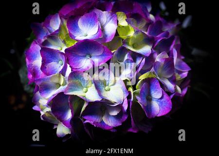 Hydrangea plant in full bloom. Pink and lilac color Stock Photo
