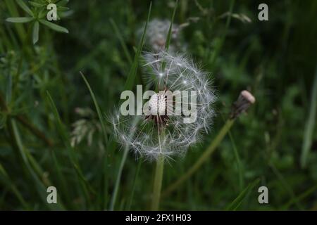 Dandelion white seeds closeup on blurry grass background. Stock Photo