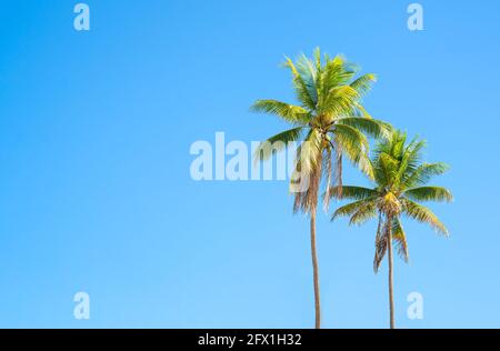 Two palm trees of different heights against a blue sky on a sunny day. Exotic background, copy space. Stock Photo