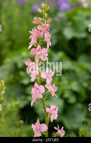delphinium flower blooming pink. Annual delphinium. Gardening. Landscape design. Stock Photo