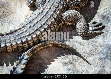Close-up of crocodile skin - abstract nature organic texture background. Wildlife photography Stock Photo