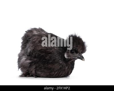 Young blue Silkie bantam chicken, flat on floor. Looking down. Isolated on a white background. Stock Photo