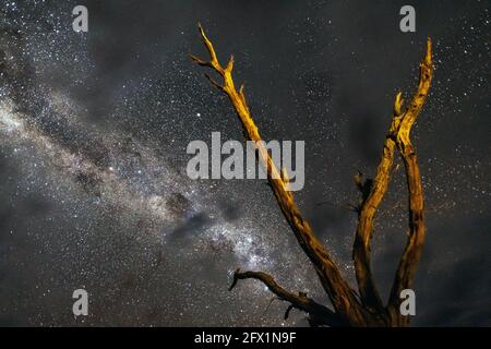 Dead trees at Deadvlei at night in the southern part of the Namib Desert, in the Namib-Naukluft National Park of Namibia. Landscape photography Stock Photo
