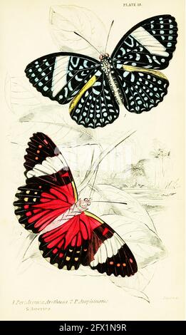 James Duncan vintage butterfly art. Stock Photo