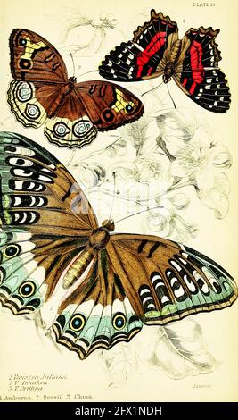 James Duncan vintage butterfly art. Stock Photo