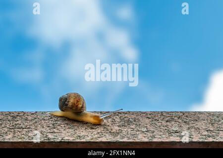 A beautiful snail moves slowly on a concrete wall against the blue sky Stock Photo