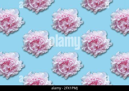 Pink Peony flowers pattern on blue background. Stock Photo