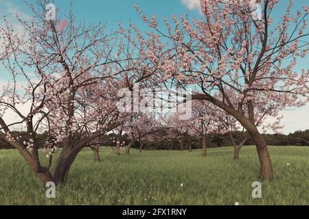 3d rendering of japanese cherry tree alley at green meadow Stock Photo