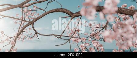 3d rendering of japanese cherry blossom in front of blue sea Stock Photo