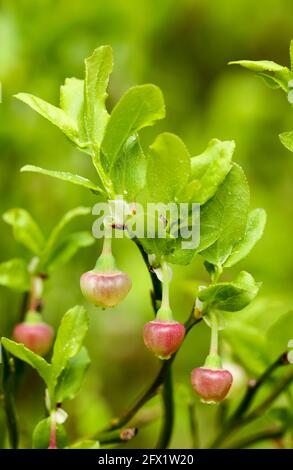 European blueberry (Vaccinium myrtillus) Stock Photo