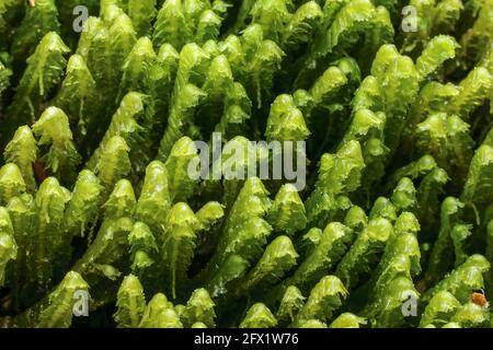 Greater whipwort (Bazzania trilobata) Stock Photo