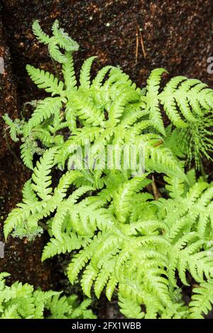 Long beech fern (Phegopteris connectilis) Stock Photo