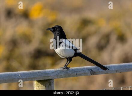 Magpie, Pica pica, perched on fence, with heathland beyond. Dorset. Stock Photo
