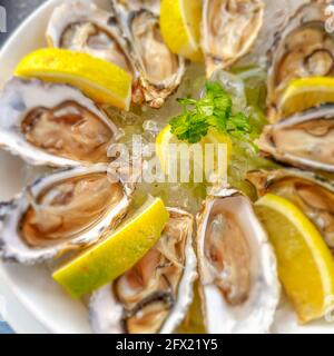 Close up from many opened oysters on a white plate, top view with lemon and ice Stock Photo