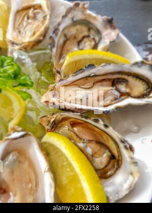 Close up from many opened oysters on a white plate, top view with lemon and ice Stock Photo