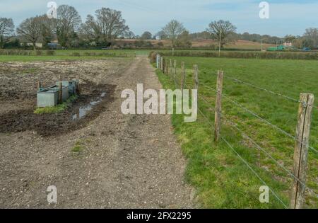 Trampled track and field gateway in the New Forest - site for Mousetail, Myosurus minimus. Hampshire. Stock Photo