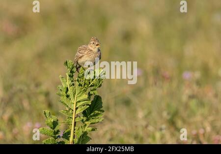 Skylark, Alauda arvensis, singing from ground perch in coastal grassland, spring. Stock Photo