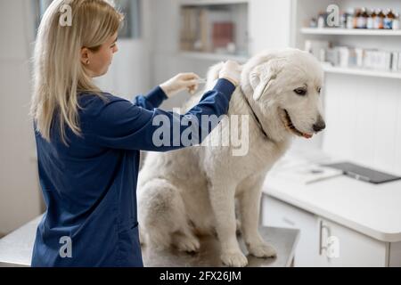 A syringe injection of medicine in the withers of a pet by a veterinarian  doctor on a table in a clinic Stock Photo - Alamy