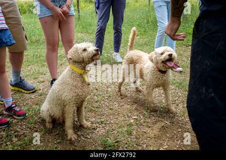 Two Water dogs that are trained to sniff out black truffles in the Buzet region of Croatia. Stock Photo