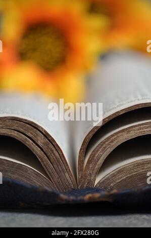An Open Holy Bible and Sunflowers  on Stone Table Bckground Stock Photo
