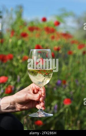 Closeup Glass Of White Wine and Poppy Flowers in Spring Stock Photo