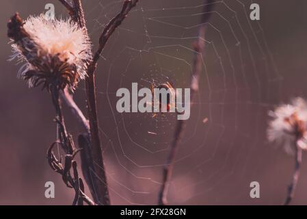 A little spider in a cobweb, A small spider hangs in its little web Stock Photo