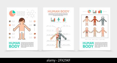 Flat human body posters with internal organs muscular skeletal resperatory circulatory nervous systems isolated vector illustration