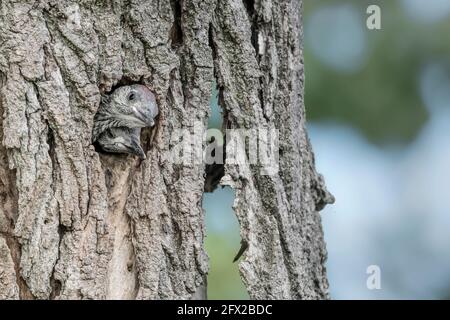 New life in the woodland, European green woodpeckers brothers (Picus virdis) Stock Photo