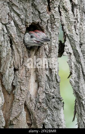 New life in the woodland, European green woodpeckers brothers (Picus virdis) Stock Photo