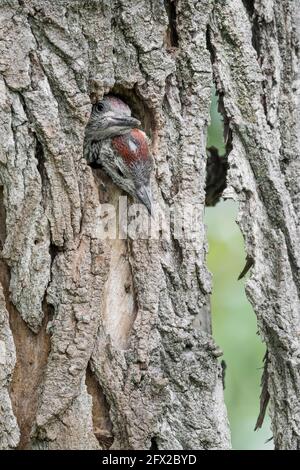 Brothers on nest, portrait of young European green woodpeckers (Picus virdis) Stock Photo