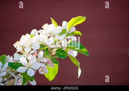 Fresh blossoms of an apple tree. Apple blossom in close up with dark background. Stock Photo